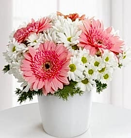 Vazoda Papatya Gerbera