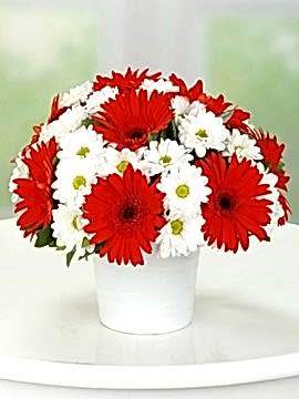 Vazoda Papatya Ve Gerbera