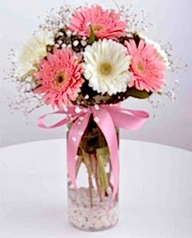 Vazoda Gerbera