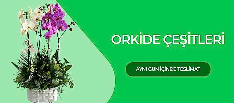 Orkide Siparişi