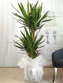 3 Köklü Yucca 