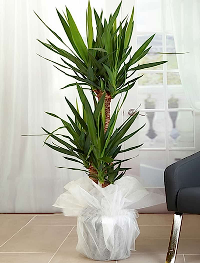 3 Köklü Yucca 