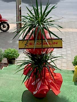 Dracena 3 Köklü