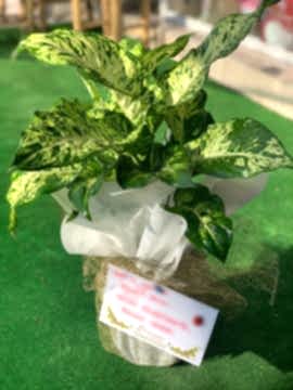 Mars Çiçeği (difenbahya)
