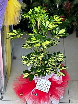 Renkli Şeflora